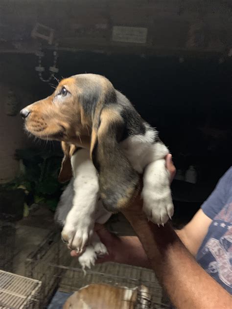 1,539 likes · 25 talking about this. Basset Hound Puppies For Sale | Spring, TX #297776