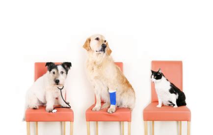 Petplan, unlike other insurances, covers hereditary diseases that your dog may have. Pet_Insurance_Dog insurance petplan australia | Petplan Blog