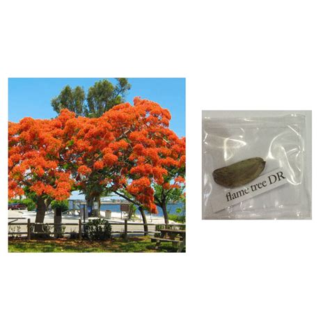 Royal Poinciana Flame Tree Delonix Regia Bonsai Plant Seeds Shopee