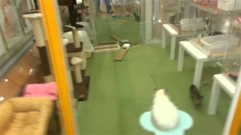 Cute Puppies And Kittens In Japanese Pet Store Youtube
