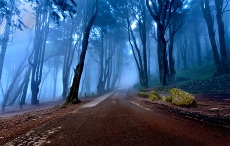 Portugal Forest Fog Trees Road Landscapes Nature Wallpapers Hd