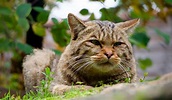 Gatos salvajes: características, tipos, imágenes - Razas de Gatos