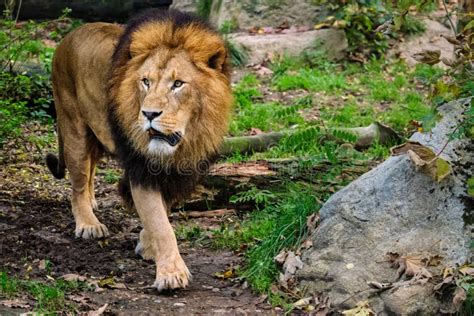 Lion In Jungle Forest In Nature Stock Photo Image Of Jungles Royal