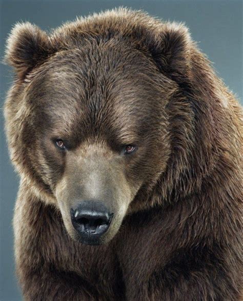 Portraits Of Bears By Jill Greenberg 32 Photos