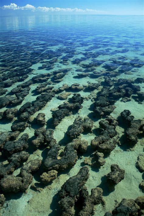 Stromatolites Shark Bay Western Australia Le Stromatol Flickr