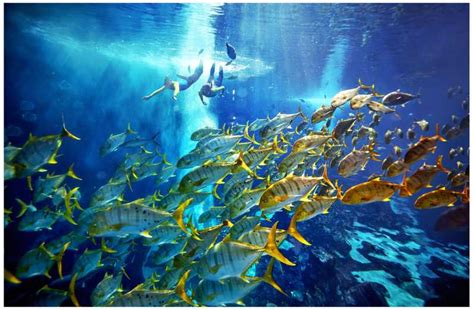 Dubai The Lost Chambers Aquarium Ultimate Atlantis Snorkel Getyourguide