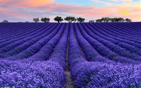79523 Lavender 4k Nature Field Sunrise Purple Flower Rare