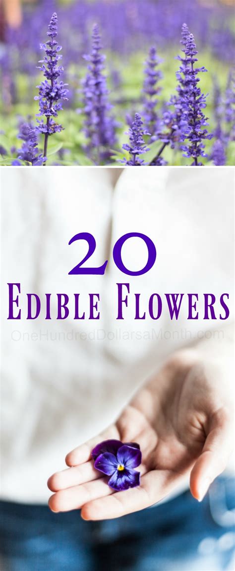 Top 20 Edible Flowers From Garden To Kitchen One Hundred Dollars A