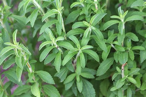 Growing Stevia In Your Garden