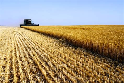Southern Alberta Crops Struggle But Rest Of Province Near Five Year