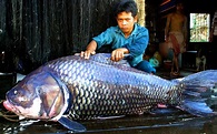 Cambodian Beginnings: Cambodia's National Fish: The Giant Mekong Barb