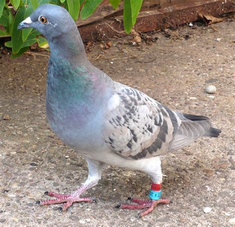 Homing Pigeon Characteristics Origin And Uses