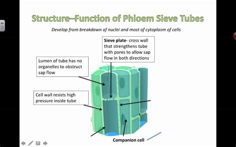 Other articles where vessel cell is discussed: Phloem Structure and Function (2016) - YouTube