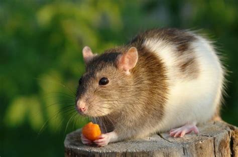 Can Rats Eat Carrots What You Need To Know Pet Keen