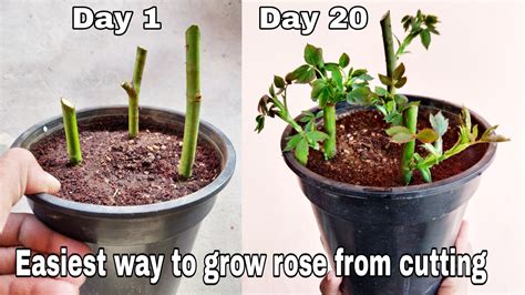 How To Grow Rose From Cutting