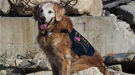 Meet The Last Remaining Search Dog From 911 Entertainment Tonight