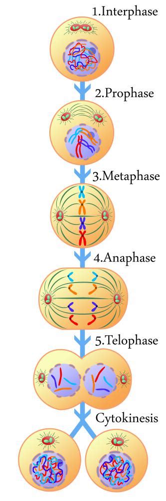 What Is Interphase With Pictures