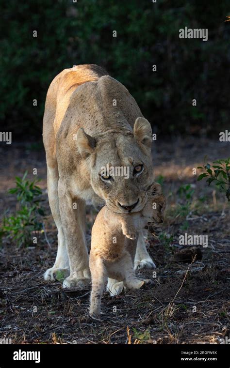 The Greater Kruger National Park South Africa Adorable Images Show A Lioness Mum Carrying Her