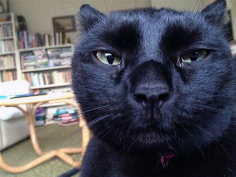 Angry Black Cat Meme Generator