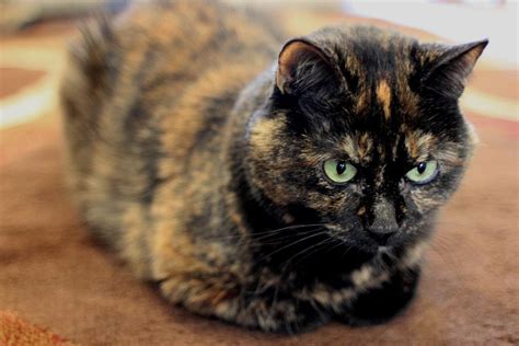 What Is A Tortoiseshell Cat Breed Cbwp Tortoise Shell Cat Cats Pets