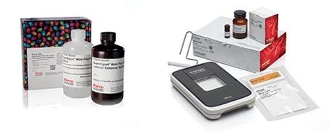 Dynamic Duos Of Western Blotting Thermo Fisher Scientific Kr