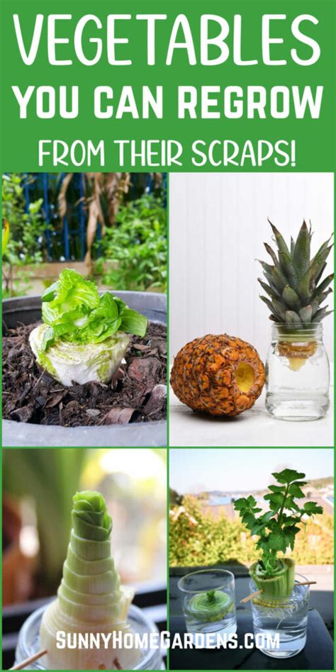 15 Vegetables You Can Regrow From Scraps Sunny Home Gardens