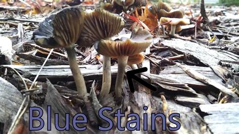 Psychedelic Mushroom Identification Pacific Northwest All Mushroom Info