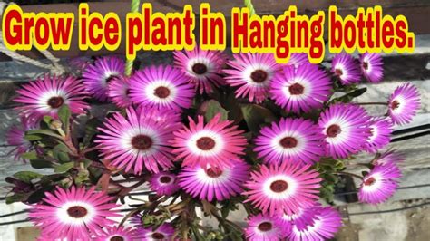 23how To Grow Ice Plant Seedlings In Hanging Bottle Planter Diy