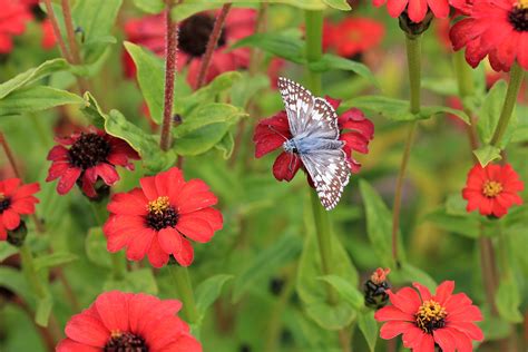 Zinnia Peruviana Red With Butterfly Friend Annies Annuals