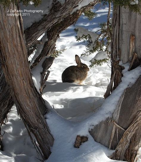 Rabbit In The Snow Winter Scene 8x10 Fine Winter Scenes Winter