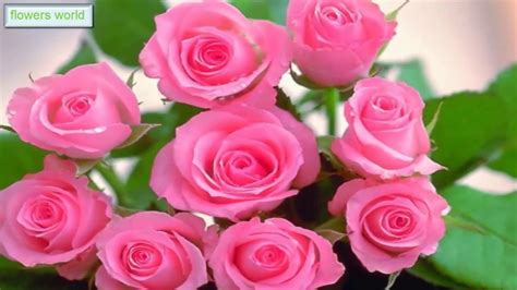 These are galleries of some beautiful flowers growing in the usa and vietnam. The most beautiful roses| Pink Roses| The Meanings of Pink ...