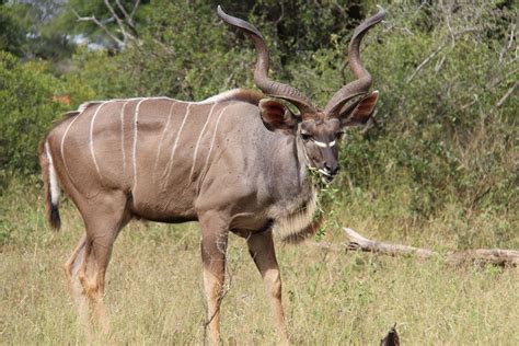 Kudu Male Kruger National Park South Africa Animales