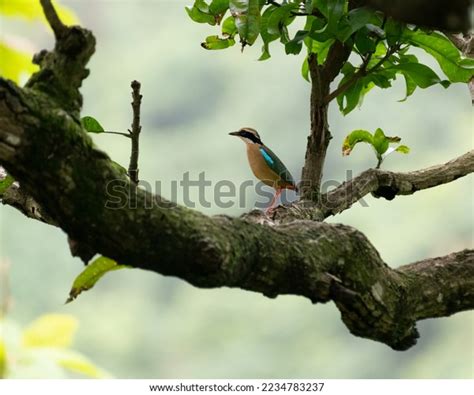 Indian Pitta Pitta Brachyura Colorful Bird Stock Photo