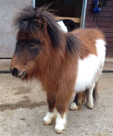 Miniature Shetland Pony For Sale Shetland Pony Classifieds