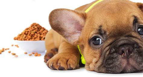 We'll mostly focus on how to feed a french bulldog and review top best french bulldog dog food brands i often recommend in my vet practice. Best Food For French Bulldog Puppy Dogs - Top Tips And ...