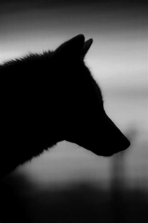 Bildergebnis Für Wolf Aesthetic Werewolf Aesthetic Black Wolf Black