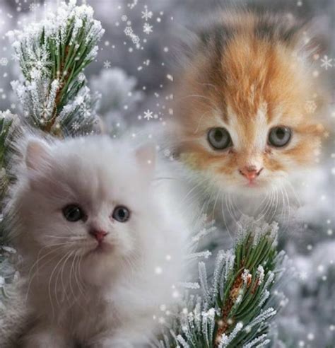 Winter Kitties Beauty For Cat Lovers Cute Cats And Dogs Cats Dog Cat