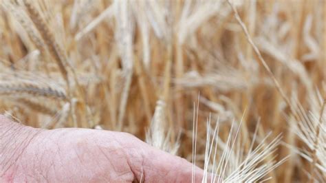 Demand For Sustainable Malting Barley Grows Shepparton News