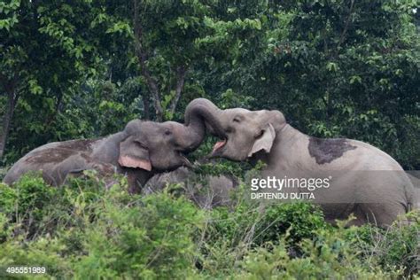 A Pair Of Wild Elephants Lock Trunks As They Stray Close To Kolabari