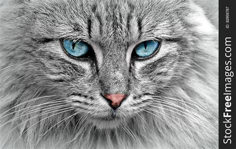 Grey Cat With Blue Eyes Free Stock Images And Photos 82959787
