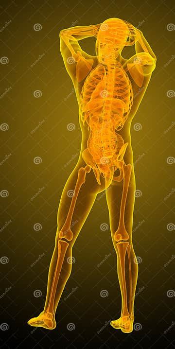 3d Render Medical Illustration Of The Human Anatomy Stock Illustration