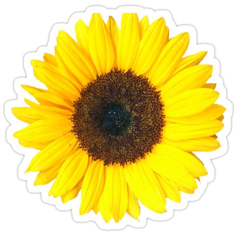 Sunflower Stickers By Semiradical Redbubble