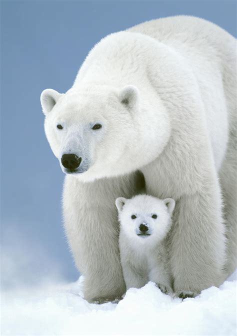 Polar Bear Mom With Cub Manitoba Photograph By Wayne R