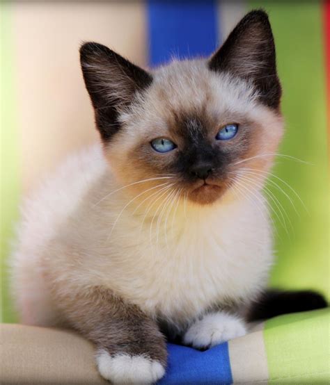 A Sweet Kitten Sits Enjoying The Summer Breeze Siamese Cats Kitten