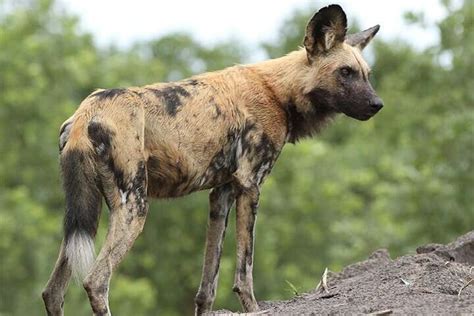 African Wild Dogs Have Vestigial First Digit And Muscular Adaptations