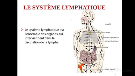 Le Syst Me Lymphatique Cours Anatomie Num Youtube