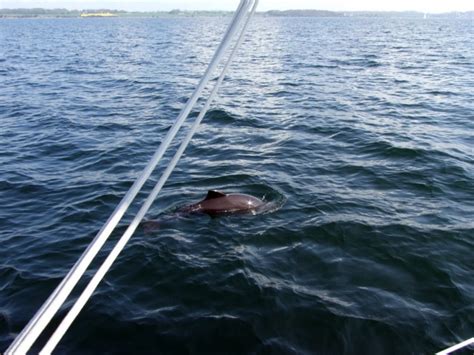Die schweinswale (phocoenidae) sind eine familie kleiner zahnwale mit sieben arten in drei gattungen. Schweinswal Foto & Bild | tiere, wildlife, säugetiere ...