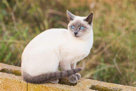 4 Cats With Rings On Their Tails Kitty Devotees