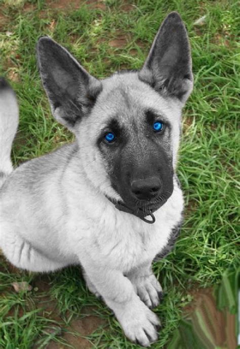 Blue Eyed German Shepherd Puppies Petsidi