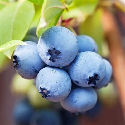 4 Biloxi Blueberry Fruits Live Plants Southern Highbush Four Plant